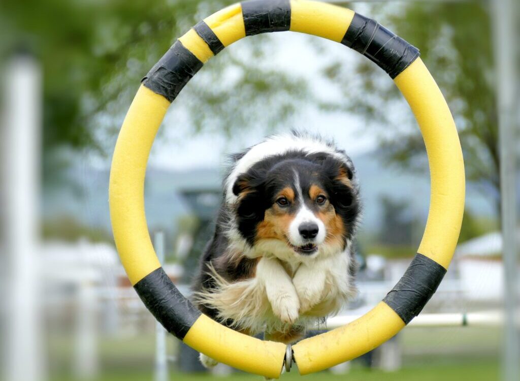 black white and brown long coated dog on yellow and white inflatable ring