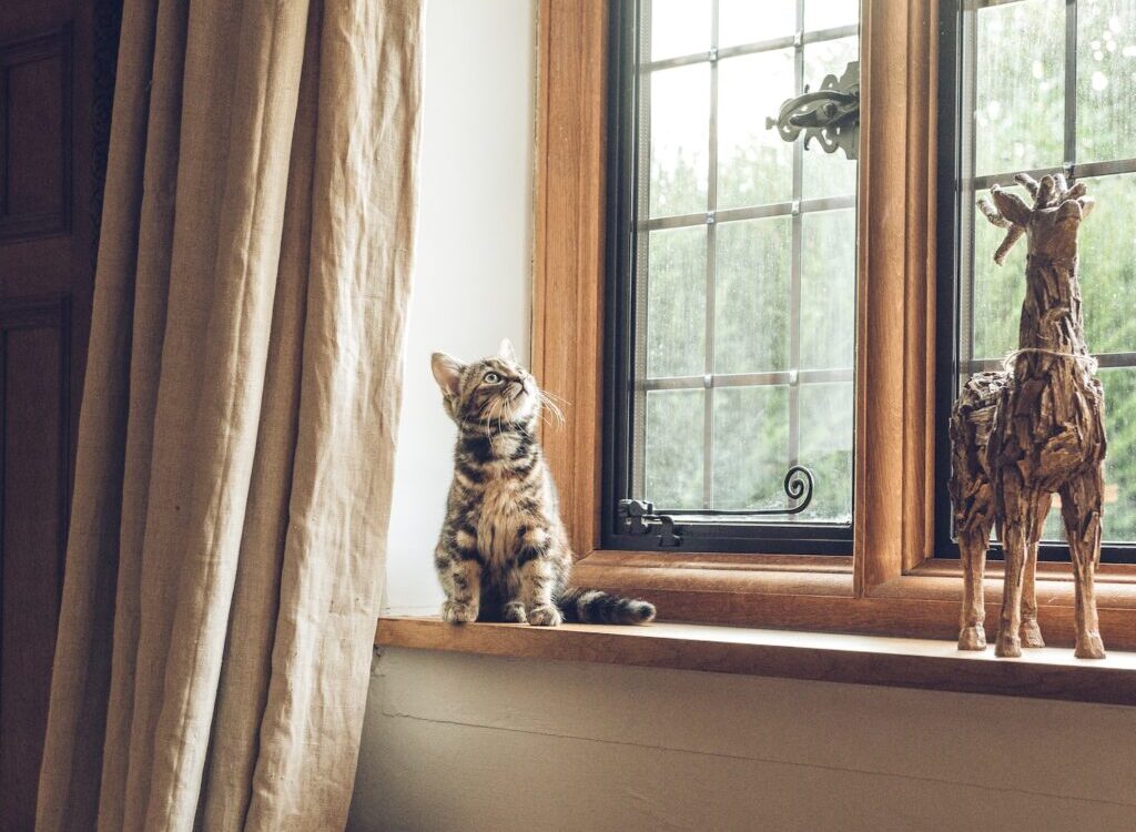 gray tabby cat near window