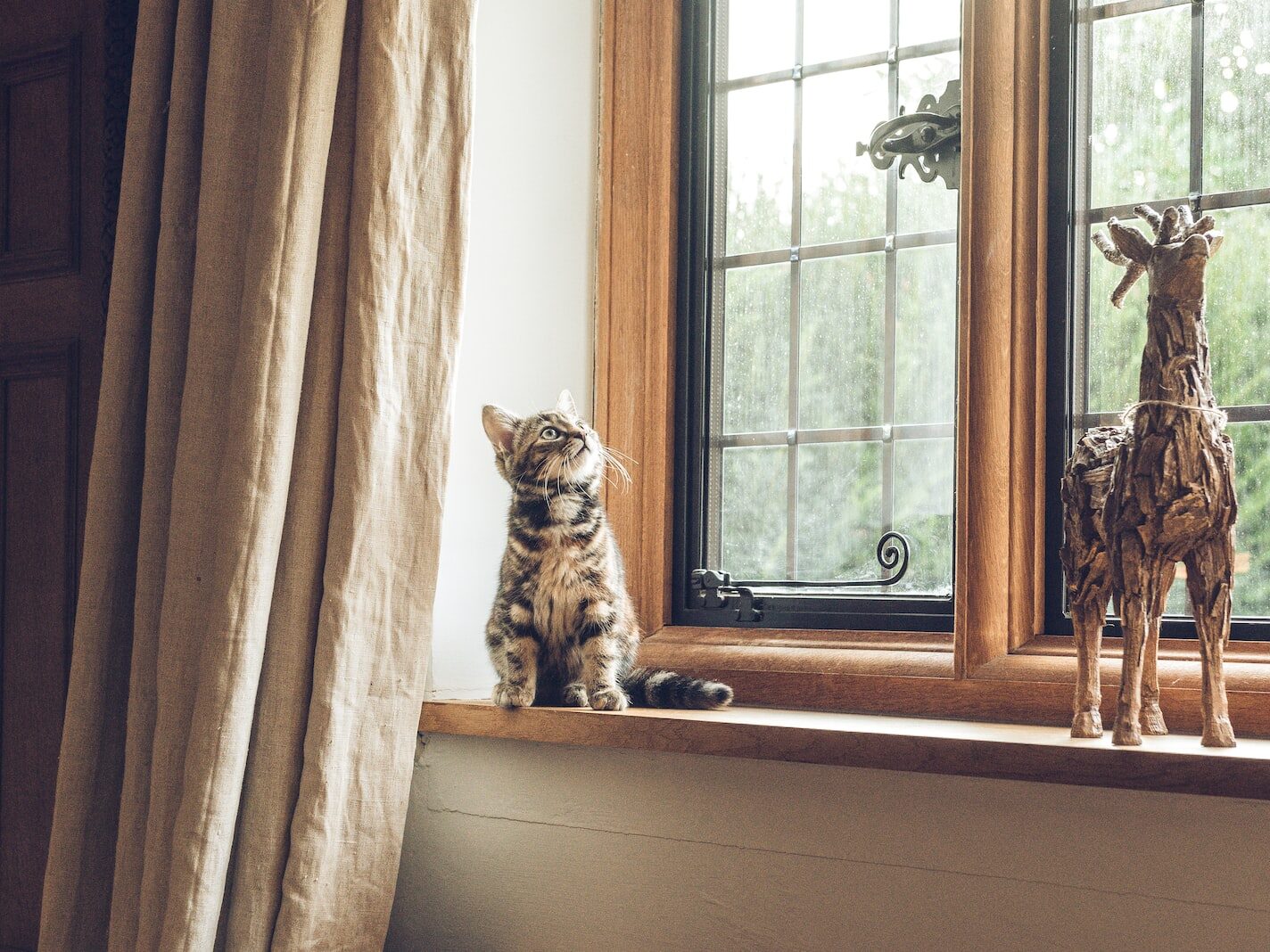 gray tabby cat near window