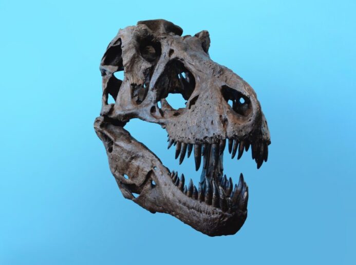 dinosaur skull artifact