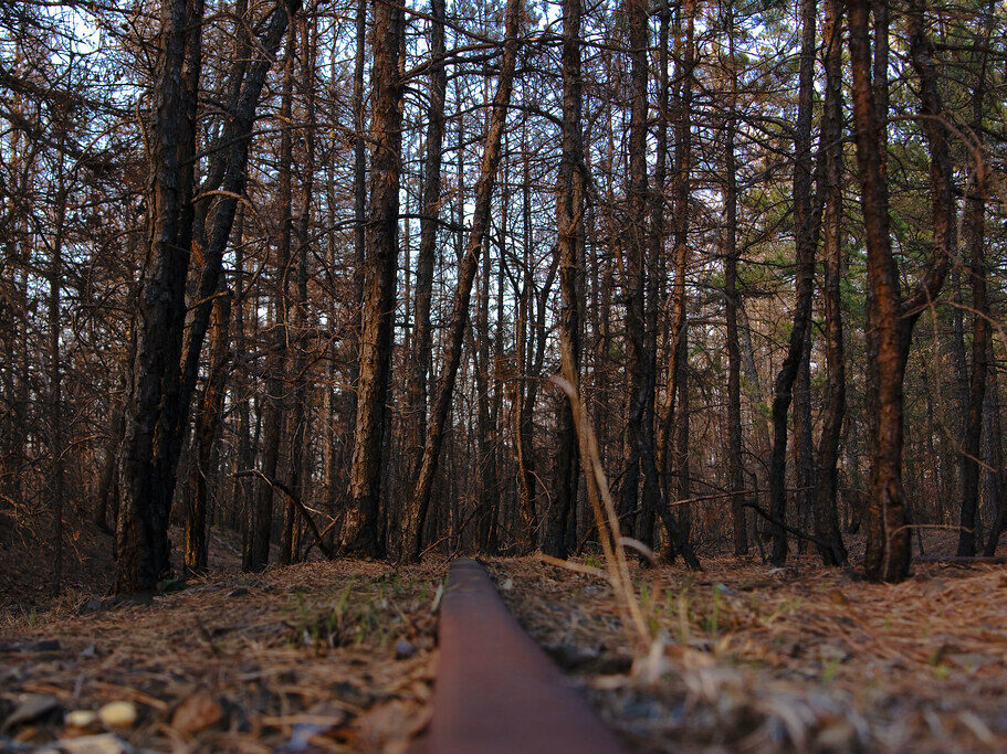 Pine Barrens Tracks 1