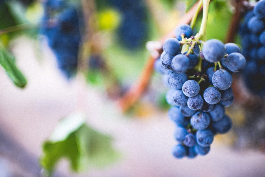 purple grape fruit