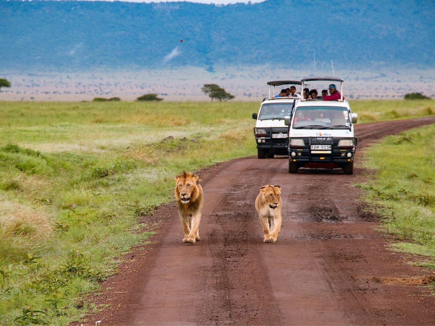 brown lion and lioness walking on dirt road during daytime
