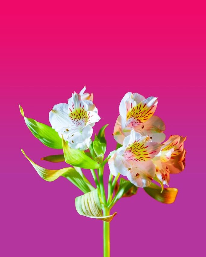 white and purple flower with green leaves