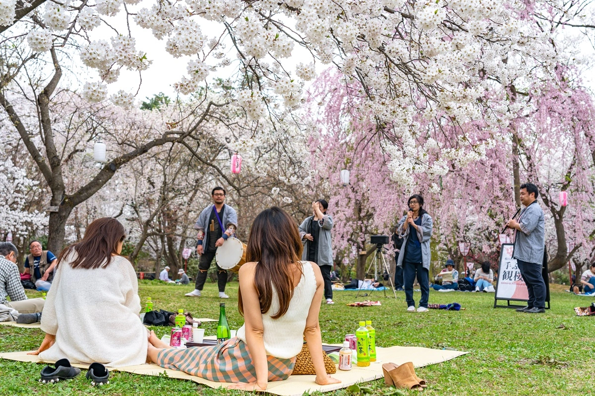 japonský park rozkvetlé sakury festival