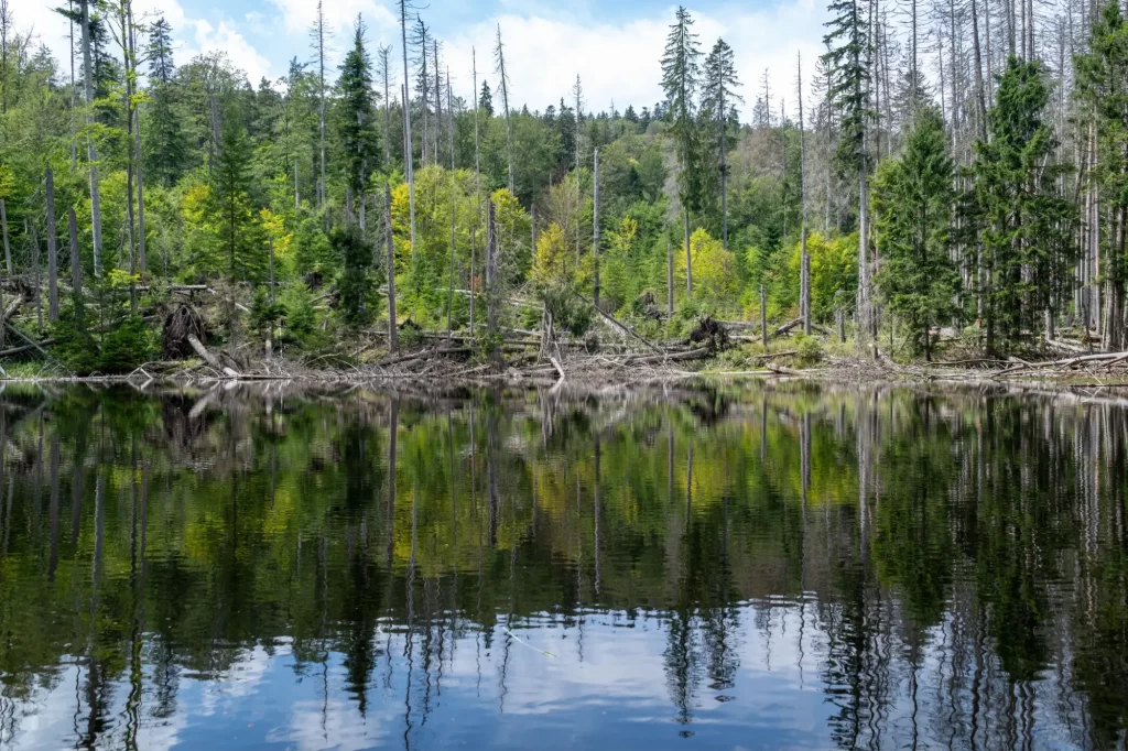 Odraz polámaných stromů Boubínského pralesa zrcadlící se v boubínském jezeře